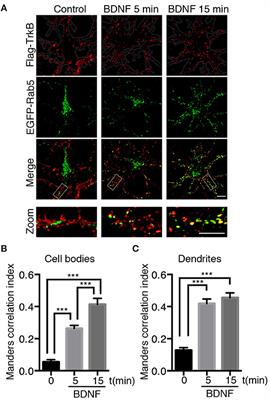 Brain-Derived Neurotrophic Factor (BDNF) Regulates Rab5-Positive Early Endosomes in Hippocampal Neurons to Induce Dendritic Branching